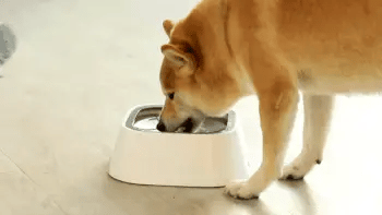 SlurpBuddy Okos Itató